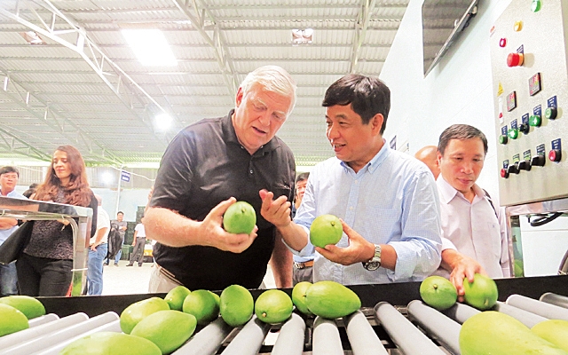 Việt Nam là thị trường cung cấp quả xoài, ổi, măng cụt lớn thứ 31 cho EU