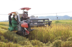 Quỳnh Lưu (Nghệ An): Doanh nghiệp liên kết tiêu thụ sản phẩm lúa Hè thu hiệu quả cho nhà nông trong đại dịch Covid-19