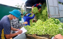 Nghệ An: Doanh nghiệp phối hợp với TP. Vinh “giải cứu” rau xanh cho nông dân huyện Nghi Lộc