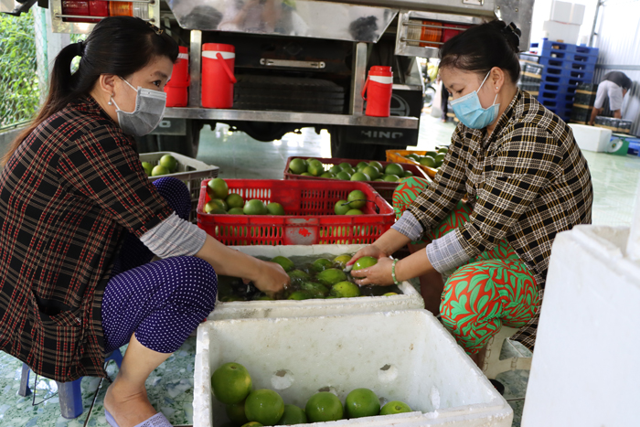 Lao động làm việc tại Hợp tác xã sản xuất nông sản sạch Vĩnh Thới, huyện Lai Vung. (Ảnh: Ngọc Ánh)