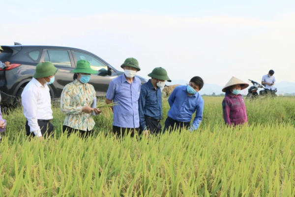 Hà Tĩnh hoàn thành thu hoạch 85% diện tích lúa hè thu