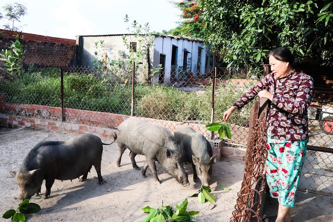 Gia đình bà Huỳnh Thị Tố Mai có thu nhập hơn 20 triệu đồng/tháng từ nghề nuôi heo rừng