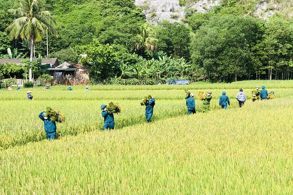 Những cánh đồng ở thị trấn Như Thanh ngày cuối tuần ngập sắc màu áo xanh của lực lượng công an vàc đội dân quân tự vệ giúp dân gặt lúa.