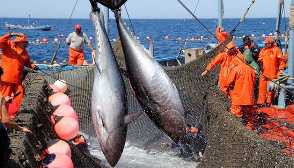 Trong nửa cuối năm 2021, mặt bằng giá cá ngừ thế giới nói chung và tại EU nói riêng dự kiến tiếp tục duy trì xu hướng tăng trong bối cảnh nhu cầu tiêu dùng và nhập khẩu cá ngừ của EU hồi phục