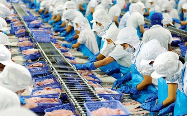 Năm 2020, sản lượng xuất khẩu cá tra, cá basa của Việt Nam sang Hoa Kỳ đạt khoảng 83.159 tấn, tương ứng kim ngạch khoảng 228,79 triệu USD