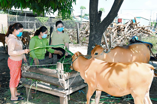 Chị Kpăh Nguy vay vốn NHCSXH để chăn nuôi bò sinh sản.