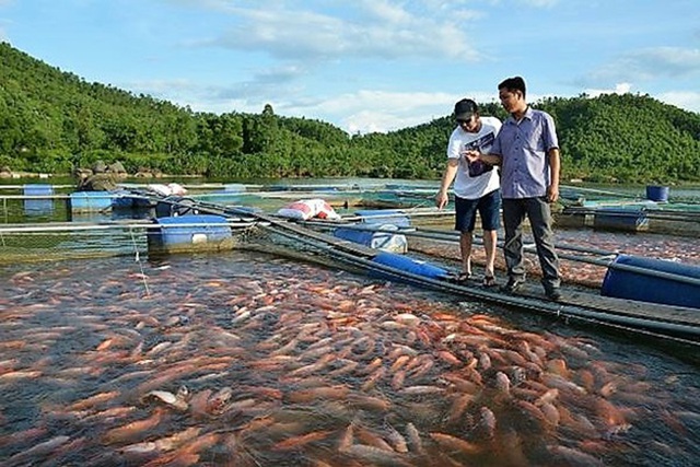 Mưa lớn kéo dài, người Hà Tĩnh bảo vệ diện tích nuôi trồng thủy sản