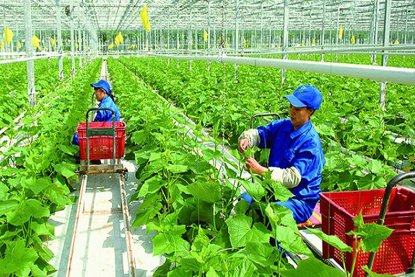 Thanh Hóa: Ưu tiên thu hút doanh nghiệp đầu tư các dự án sản xuất sản phẩm nông nghiệp sạch, an toàn