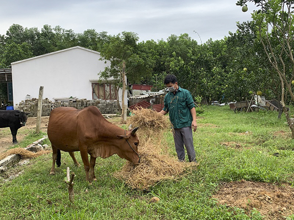 Được vay vốn NHCSXH, anh Nguyễn Văn Đôn đầu tư mua bò và mở rộng diện tích trồng cây ăn quả của gia đình