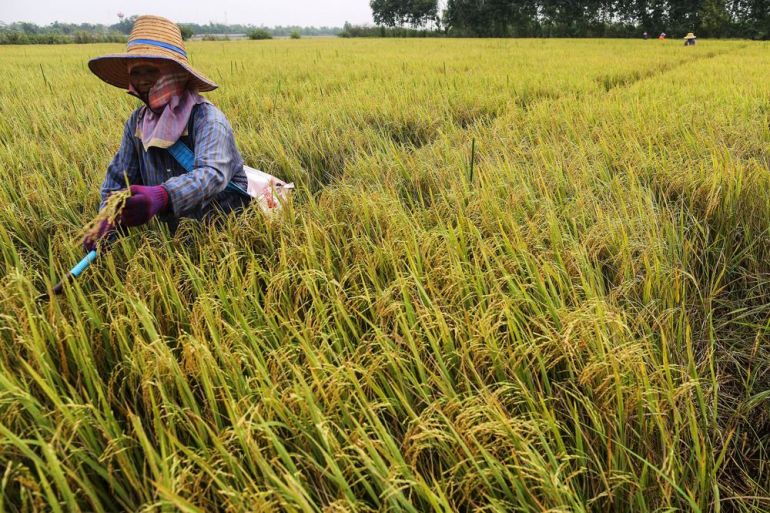 Giá gạo Thái Lan tăng trở lại
