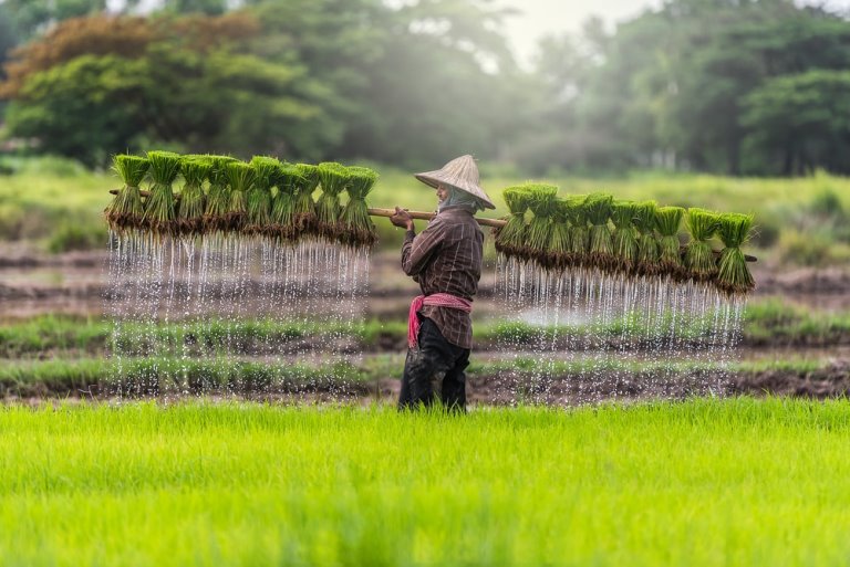 Người nông dân Campuchia canh tác lúa gạo