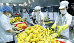Doanh nghiệp Việt chú ý tần suất kiểm tra hàng nông sản nhập khẩu vào EU