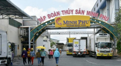 Doanh thu giảm mạnh, Thủy sản Minh Phú vẫn báo lãi 290 tỷ đồng