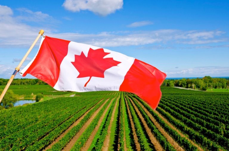 Nông nghiệp Canada trên con đường "xanh" hóa