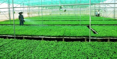 Kiên Giang: Khuyến khích doanh nghiệp đầu tư vào nông nghiệp, nông thôn
