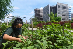 Nông nghiệp đô thị đang thay đổi Singapore