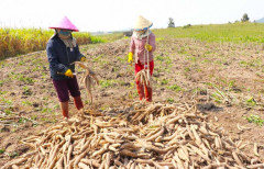 Trung Quốc giảm nhập khẩu sắn lát và tinh bột sắn