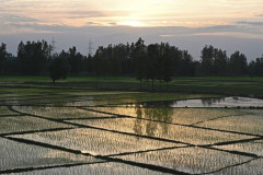 Sản xuất Gạo ở Ấn Độ gặp nhiều thách thức