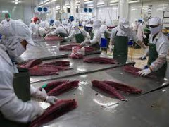 Xuất khẩu cá ngừ sang  thị trường Trung Quốc tăng vọt