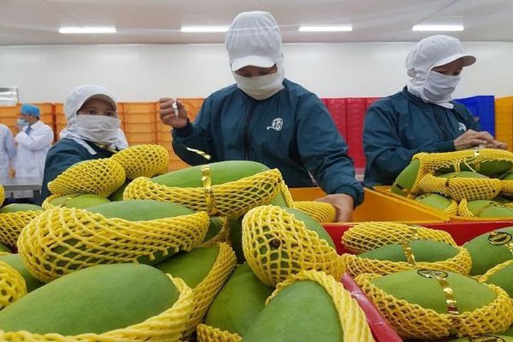 Chi phí vận chuyển quá cao làm giảm sức cạnh tranh của rau quả Việt Nam