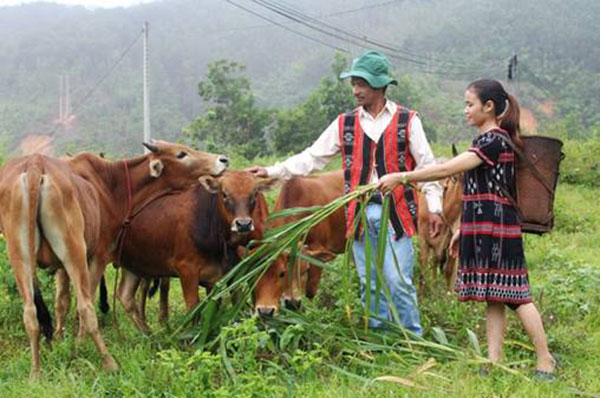 Mô hình chăn nuôi bò của các gia đình huyện miền núi Tây Giang