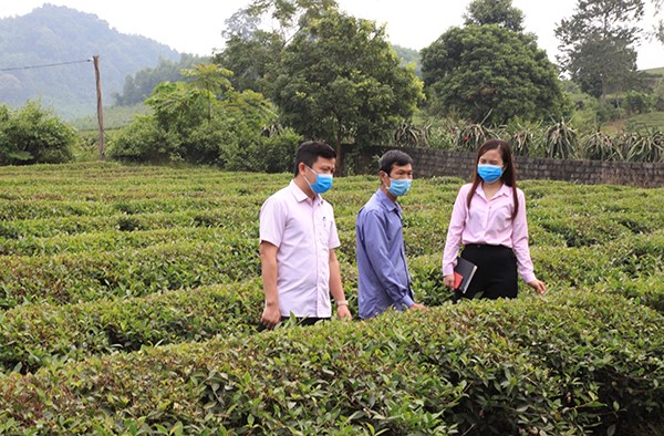 Nhiều hộ huyện Anh Sơn vay vốn chính sách phát triển trồng chè sạch