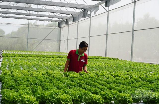 Khu trang trại trồng cây dược liệu và rau sạch tại phường Đông Sơn, thị xã Bỉm Sơn góp phần thúc đẩy phát triển khu công viên dược phẩm của Việt Nam
