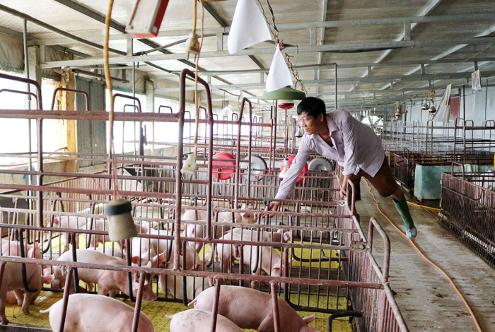 Trang trại tổng hợp của ông Bùi Quang Hiệu ở xã Tiên Kiên (huyện Lâm Thao) luôn duy trì hơn 2.000 con lợn thịt để phục vụ nhu cầu thị trường