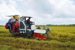 Giá lúa gạo ngày 1/12: Trong nước ổn định, giá xuất khẩu đồng loạt giảm mạnh trên thị trường  thế giới