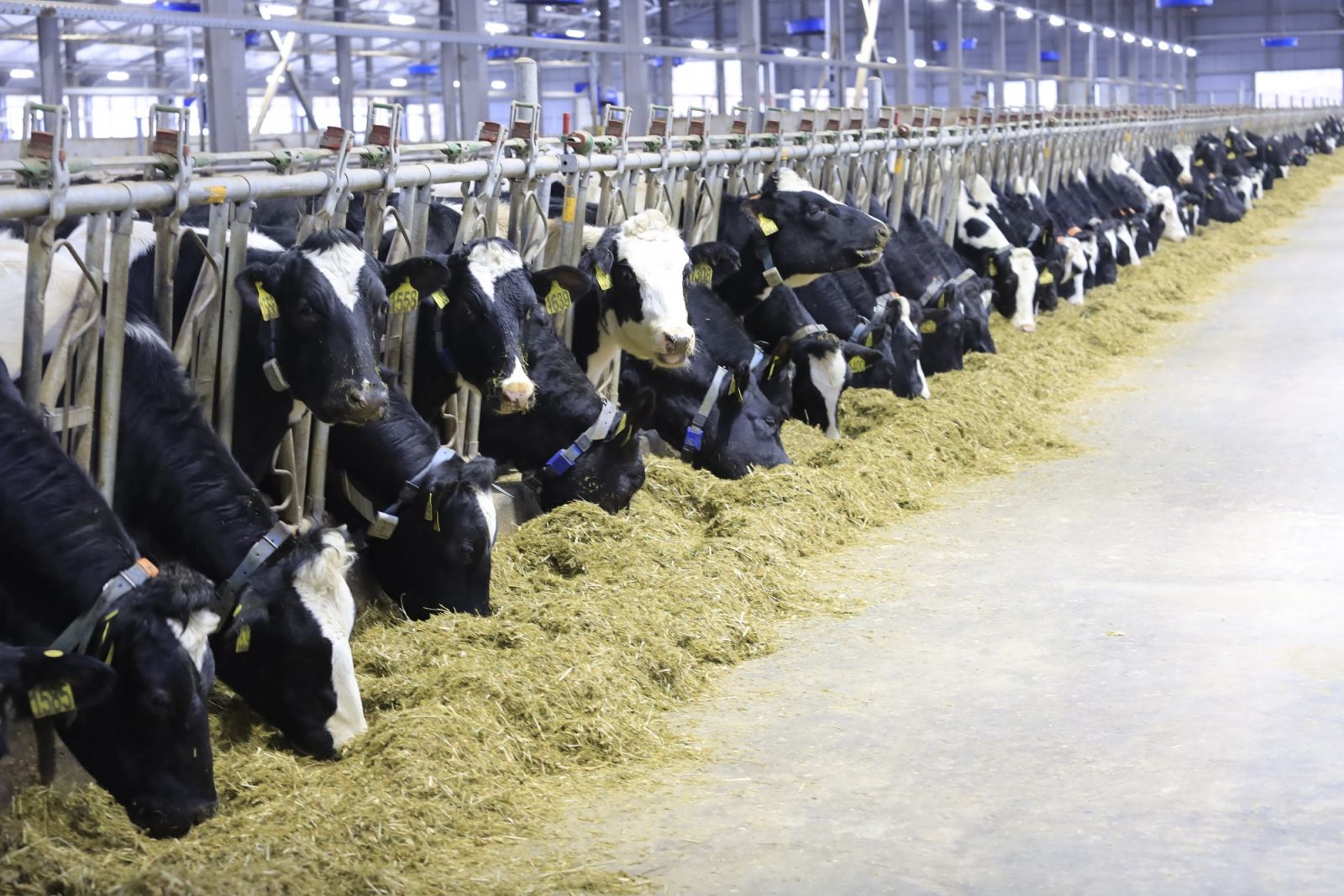 Đàn bò sữa cao sản thuần chủng của trang trại TH tại Nga có năng suất sữa cao nhất nước Nga.