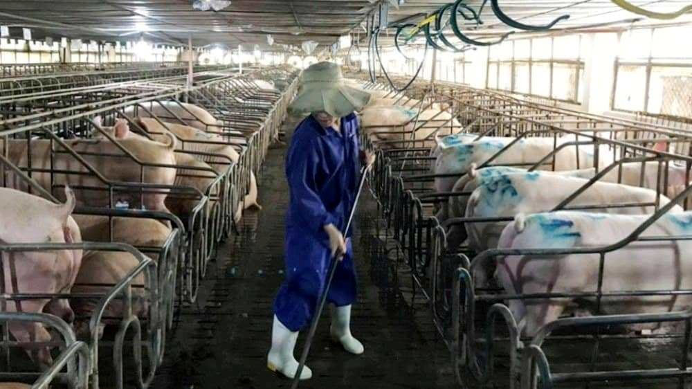 Ngành chăn nuôi Hà Tĩnh khó khăn do dịch bệnh