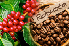 Giá cà phê Robusta đạt mức tăng kỷ lục trong vòng 10 năm