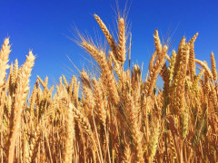 Chênh lệch giá lúa mì Úc tiếp tục tăng cao