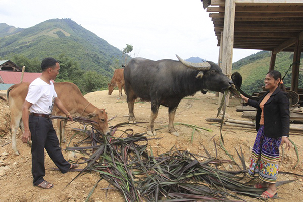 Gia đình anh Moong Văn Hường và chị Lô Thị Khoong ở bản Xốp Cháo, xã Lượng Minh, huyện Tương Dương vay vốn chính sách nuôi trâu bò hiệu quả