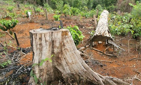 Ngành Thanh tra tỉnh Đăk Nông phát hiện hơn 521 vụ phá rừng