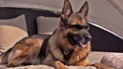 Gunther IV - Chú chó giàu nhất thế giới với khối tài sản trị giá 375 triệu USD