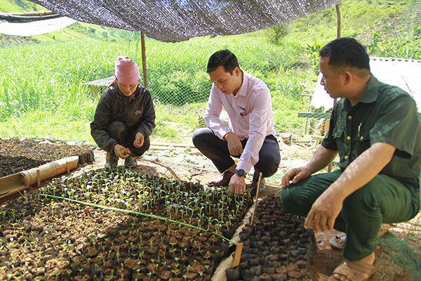 Nhiều hộ dân ở xã Bó Mười, huyện Thuận Châu vay vốn ươm cây giống