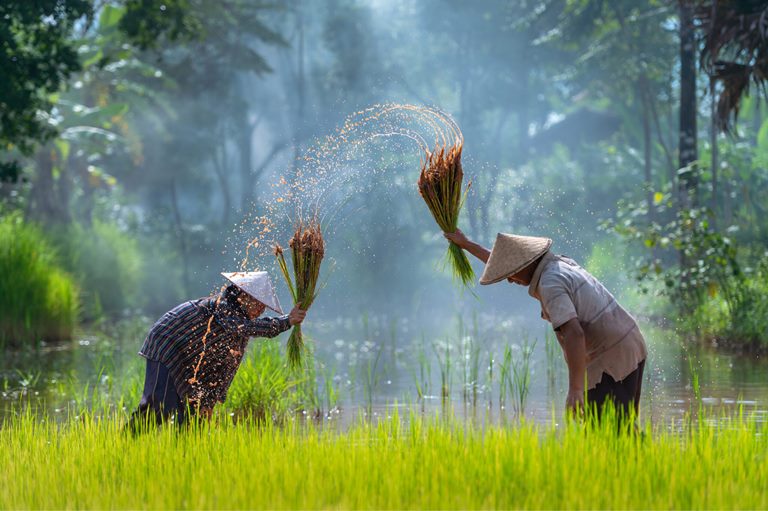 Canh tác nông nghiệp tại Campuchia