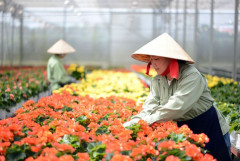 Nhà vườn trồng hoa Đà Lạt: Điều chỉnh vụ hoa xuân Nhâm Dần 2022 để thích ứng
