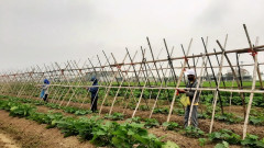 Hà Tĩnh xem xét ban hành chính sách hỗ trợ phát triển nông nghiệp, nông thôn