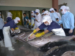 Xuất khẩu cá ngừ sang Úc tăng trưởng mạnh