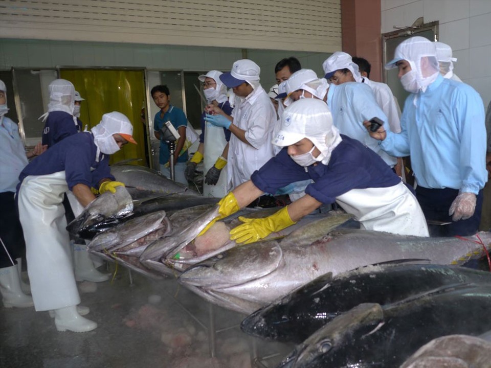 Xuất khẩu cá ngừ của Việt Nam sang Úc trong 10 tháng đầu năm đạt gần 2,7 triệu USD, tăng 103% so với cùng kỳ năm trước.