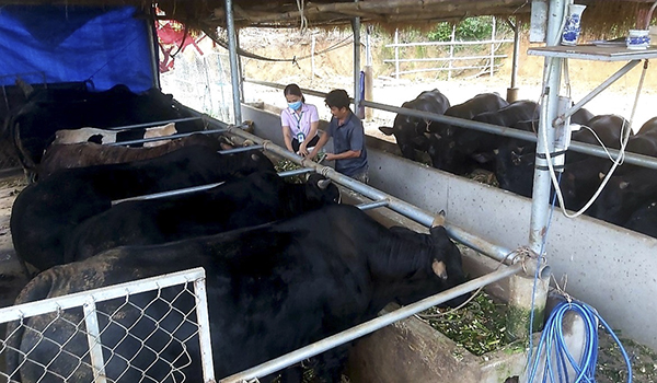 Từ nguồn vốn vay ưu đãi, nhiều hộ dân huyện Quế Sơn có điều kiện xây dựng các mô hình chăn nuôi quy mô lớn, mang lại hiệu quả kinh tế cao