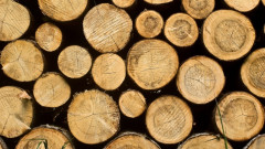 Nhu cầu nhập khẩu gỗ và các sản phẩm từ gỗ của Hoa Kỳ và Hàn Quốc sẽ tăng cao trong năm 2022