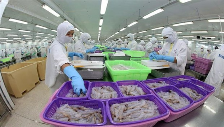 Chế biến sản phẩm tôm xuất khẩu tại nhà máy của Công ty Cổ phần Thực phẩm Sao Ta (Sóc Trăng)