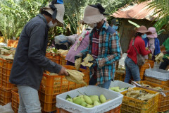 Cơn "khát" trái cây nhiệt đới của các quốc gia Đông Á