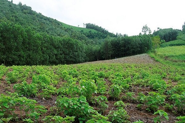 Thanh Hoá phấn đấu phát triển vùng nguyên liệu cây gai xanh đạt 1460ha trong thời gian tới