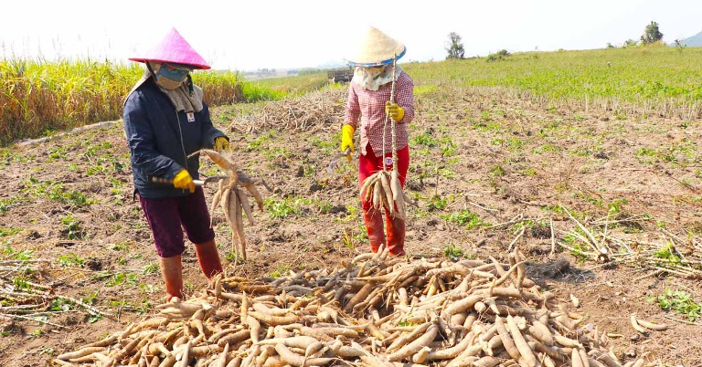 Trung Quốc hứa hẹn sẽ tăng nhu cầu nhập khẩu sắn Việt trong năm tới