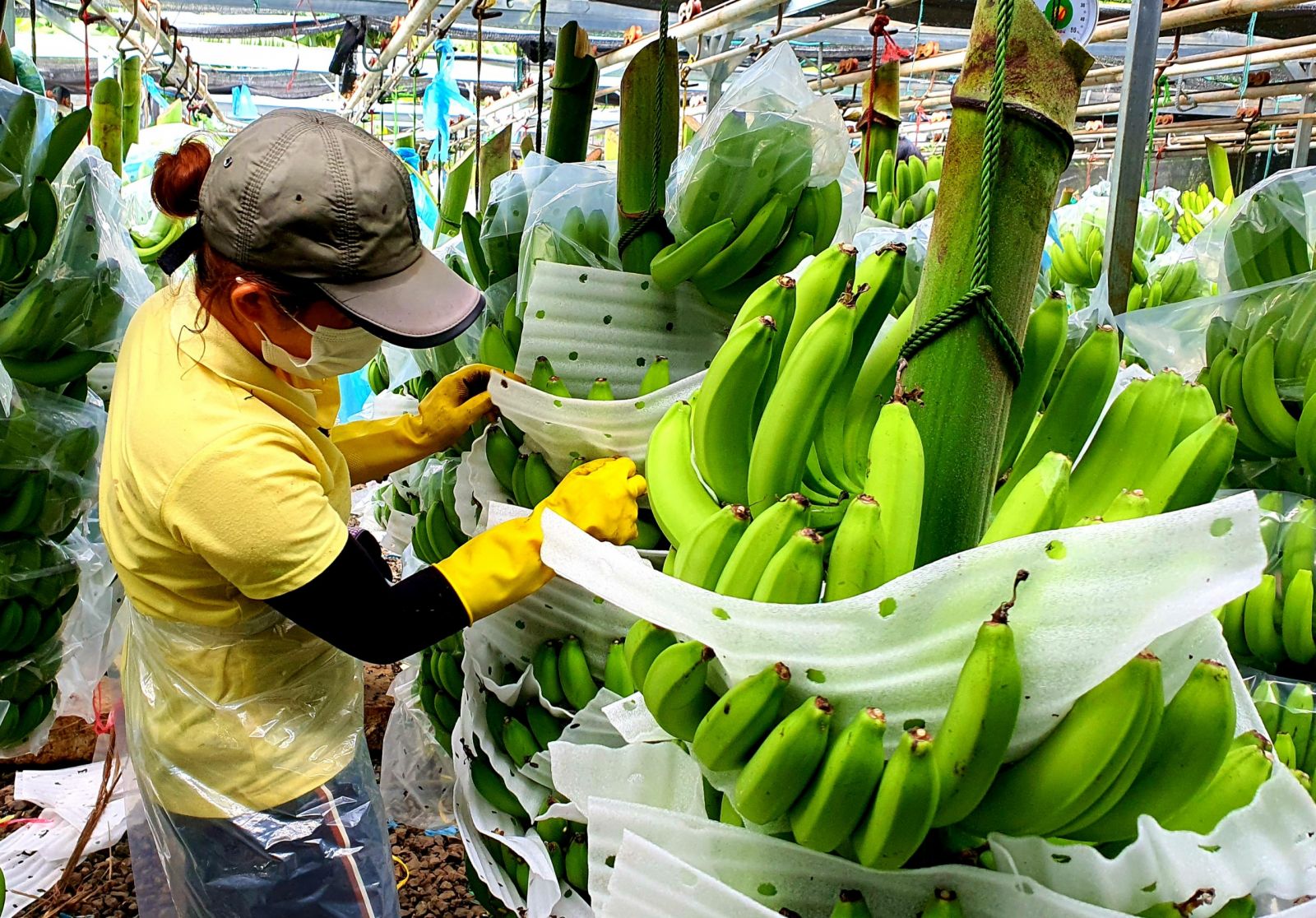 Dự án trồng chuối Nam Mỹ xuất khẩu của Công ty cổ phần KD Green Farm đầu tư vào xã Vụ Bổn đã tạo việc làm cho hơn 200 lao động tại địa phương.