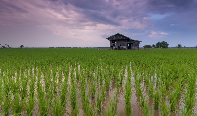 Canh tác thóc gạo ở Campuchia